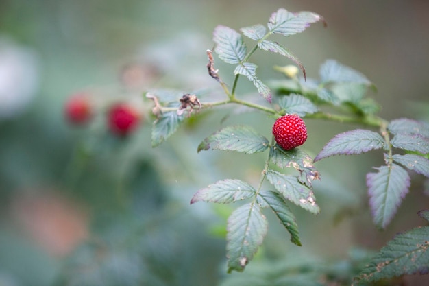 Vruchten van de framboos Rubus idaeus