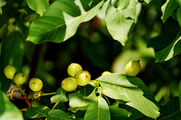 Vruchten van een walnoot op een tak van een boom met groene bladeren in de zomer.