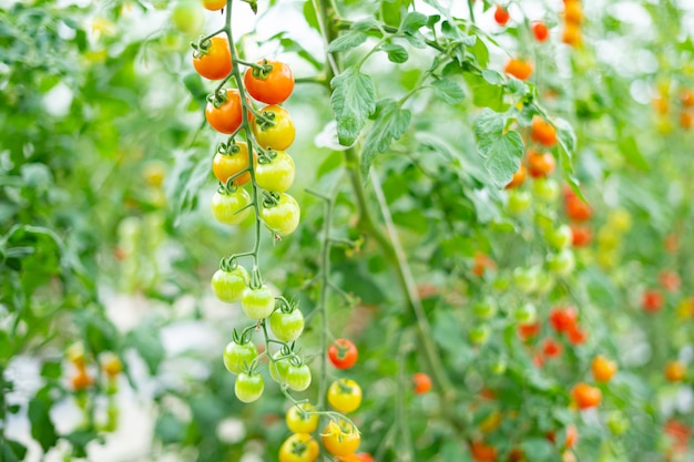 Vruchten van mini tomaten geteeld in een kas op een plantage