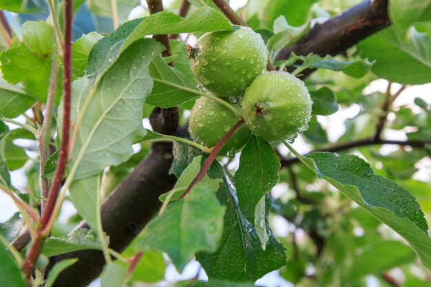 Vruchten van onrijpe appels op de tak van de boom met bladeren.