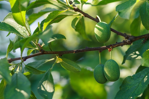 Vruchten van onrijpe pruim op boom in boomgaard