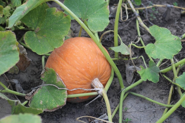 Vruchten van rijpe herfstpompoenen tussen het gebladerte in de tuin oogsten