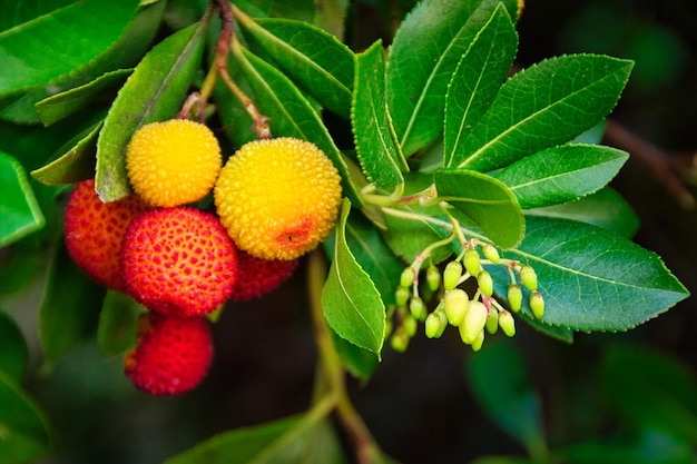 Vruchten, zaden en bladeren van aardbeiboom.