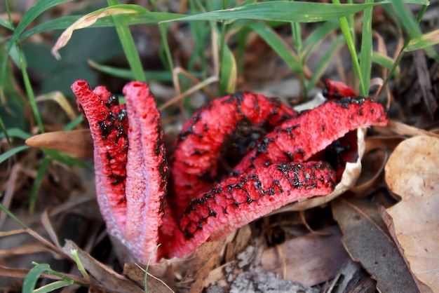 Vruchtvorming van de schimmel Clathrus archeri bekend als duivelsvingers, inktvispaddestoel of rode ster.