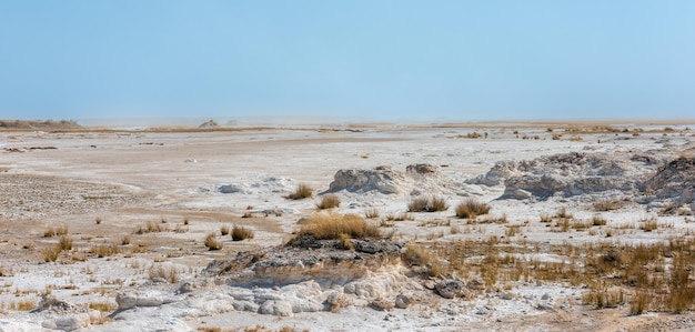 vTranquil view of the grass and white sand of the etosha pan