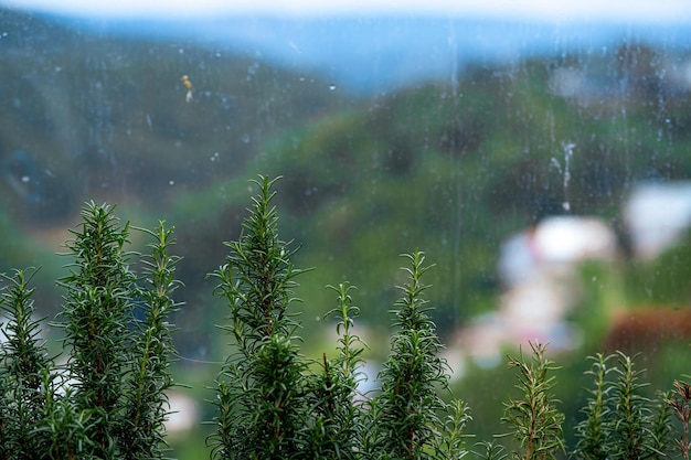 Vuil van vuil op het glas Vuil glas en groene bomen op de voorgrond