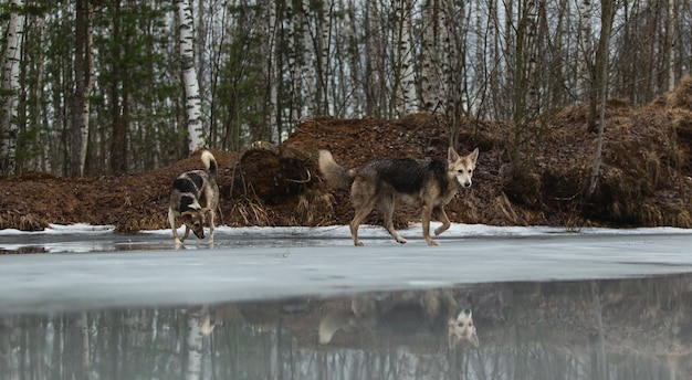 Foto vuile en natte herdershonden van gemengd ras