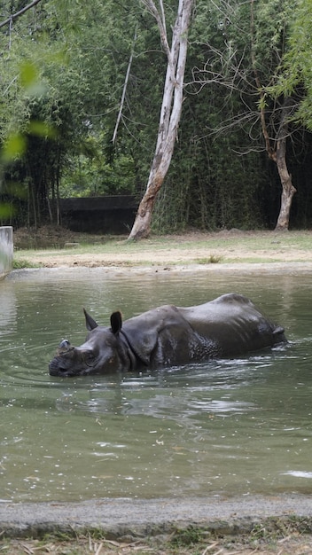 Vuile indiase eenhoornige neushoorn zwemmen indiase neushoorn in het water in het modderige water