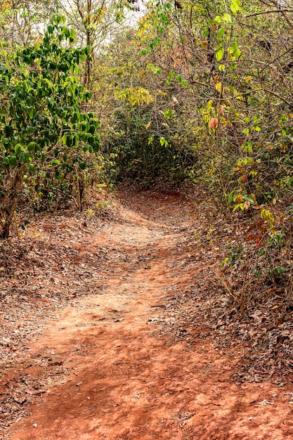 Vuilpad door de dichte droge vegetatie van het binnenland van de staat Minas Gerais in Brazilië