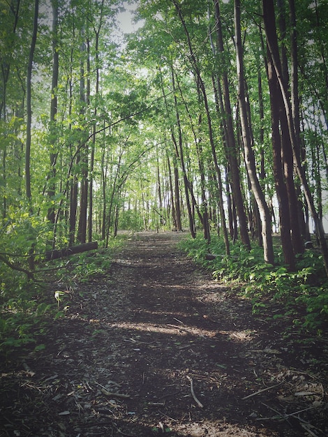 Vuilweg in het bos