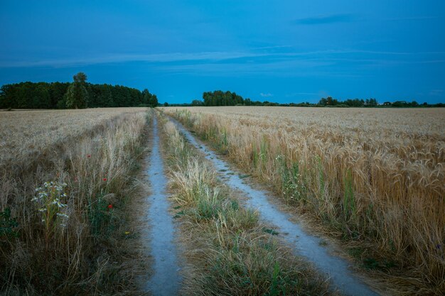 Vuilweg midden in het veld tegen de lucht.