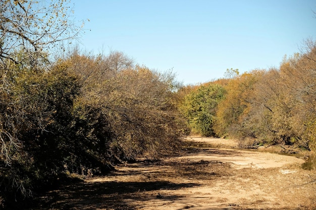 Vuilweg te midden van bomen tegen een heldere lucht