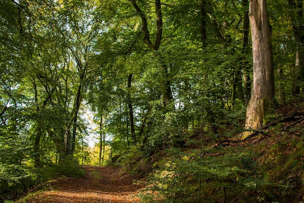 Vuilweg tussen bomen in het bos