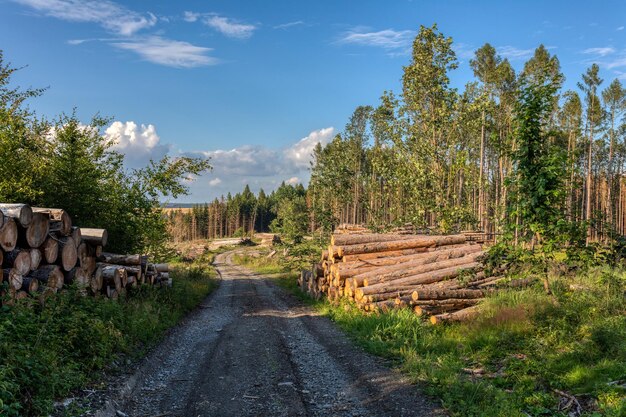 Vuilweg tussen bomen tegen de lucht.