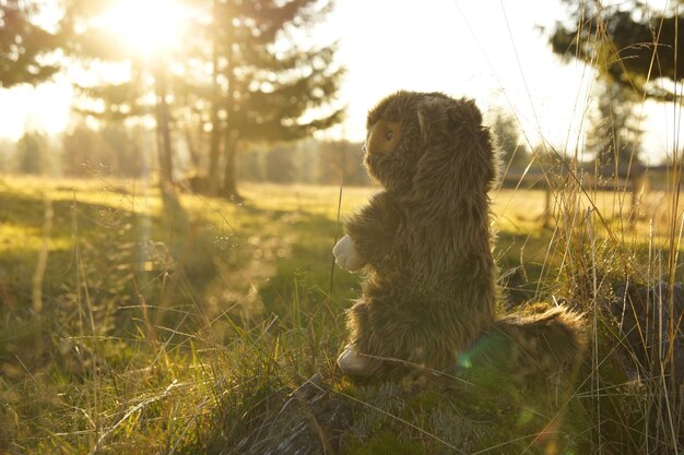 Vullend speelgoed op het veld tijdens zonsondergang