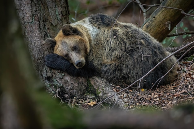 Vulnerable brown bear lying near the tree in autumn