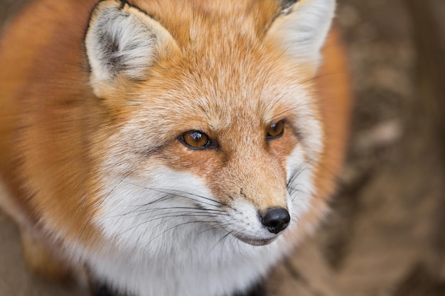 Vulpes vulpes bij buiten