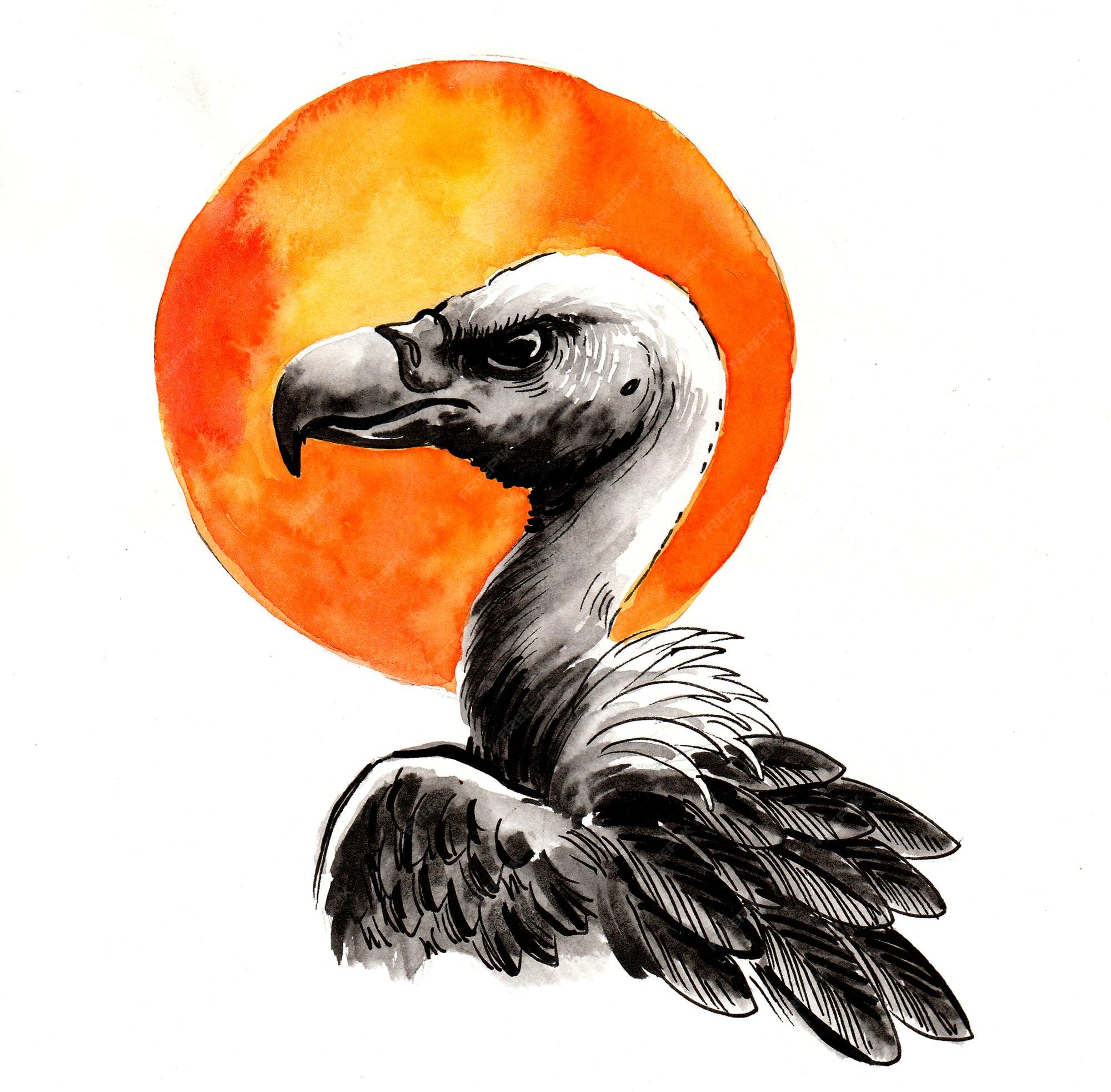 Premium Photo | Vulture bird and sun. ink and watercolor drawing