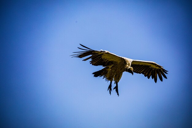 Vulture bird wildlife animals mammals savanna grassland maasai mara national game reserve park narok