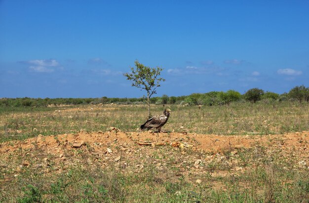 The vulture on the coast of Indian ocean Socotra island Yemen