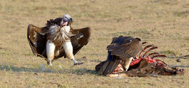 Foto avvoltoio che si nutre di un'uccisione. parco nazionale masai mara, kenya