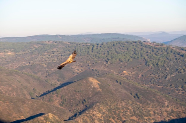 A vulture flying alone in the sky over mountains of the Monfrague National Park in Extremadura