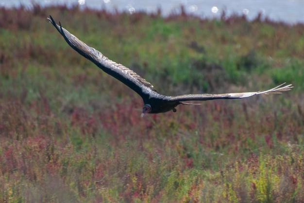 Photo vulture flying over field