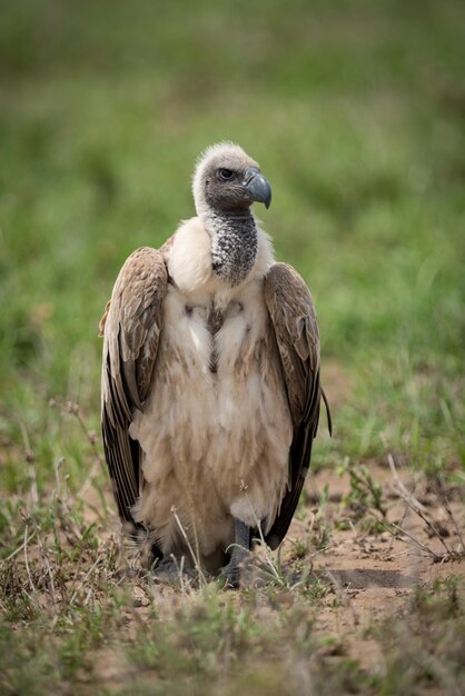 Foto avvoltoio sul campo erboso