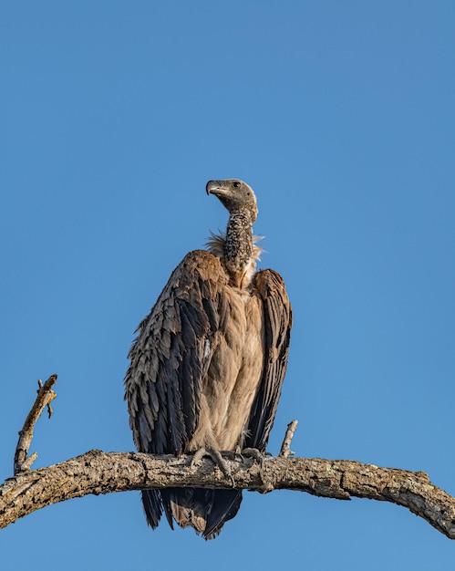 Vulture Gyps Africanus sitting on a branch