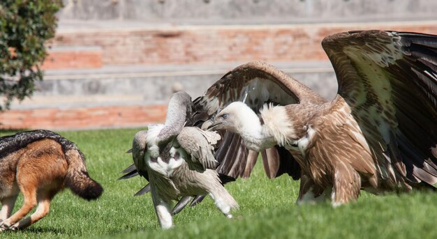 Foto caccia all'avvoltoio sul campo d'erba