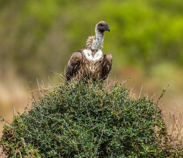 Vulture is sitting on a tree.