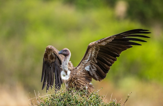 Vulture is sitting on a tree.