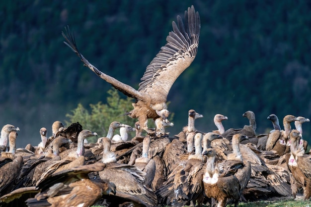 A vulture is surrounded by a group of vultures.