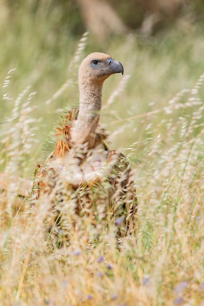 Photo vulture in the nature