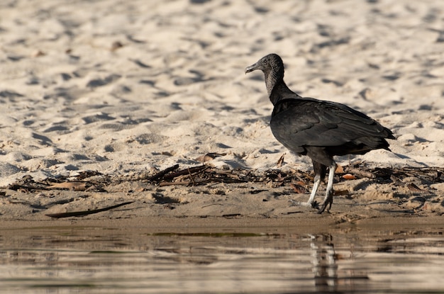 Foto avvoltoio nella sabbia sulla spiaggia brasiliana