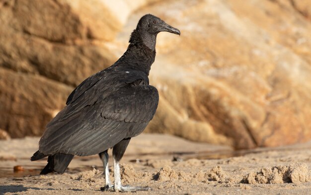 Avvoltoio nella sabbia sulla spiaggia brasiliana