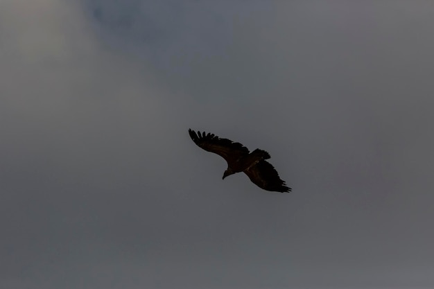 Avvoltoio a serra del montsec, lleida, pirenei, spagna