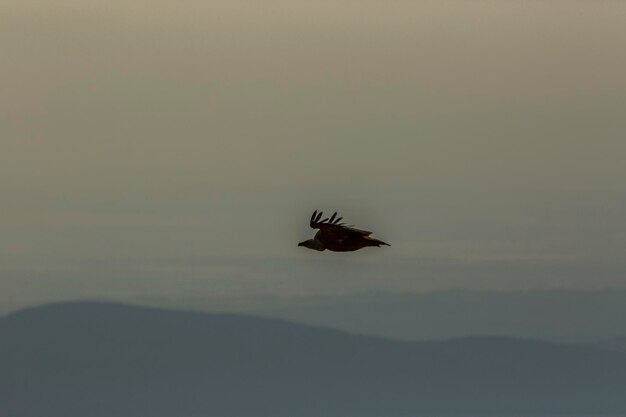 Avvoltoio a serra del montsec, lleida, pirenei, spagna