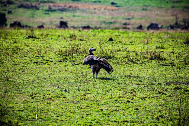 Vulture Wildlife Animals Mammals Savanna Grassland Maasai Mara National Game Reserve Park Narok Coun