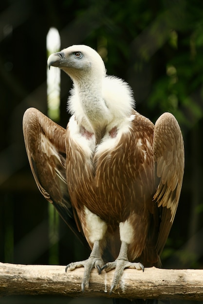 vulture in the zoo