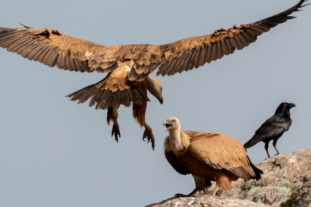 Vultures on a big rock with the cloudy sky  