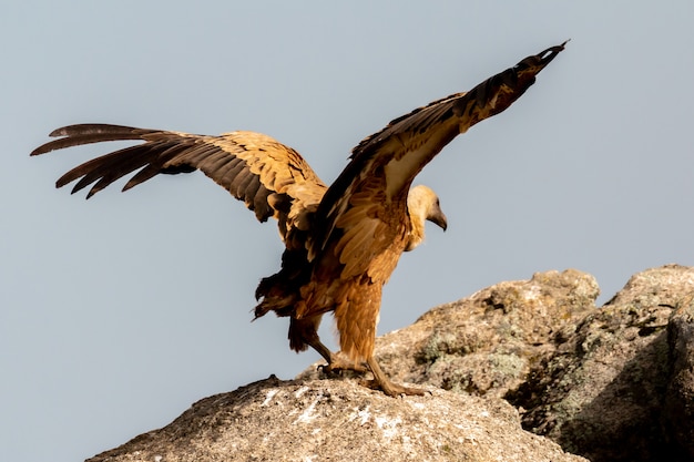 Vultures on a big rock with the cloudy sky  