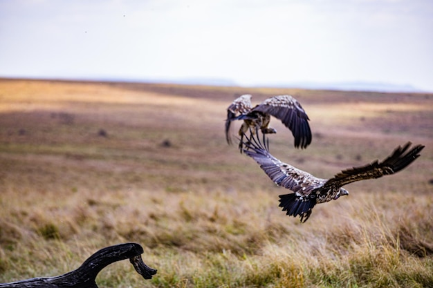 Avvoltoi uccelli in movimento animali selvatici mammiferi savanna grassland maasai mara riserve nazionale di caccia