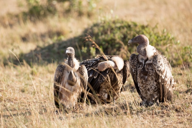 Vultures in the savannah of the Masai Mara National Park in Kenya, Africa