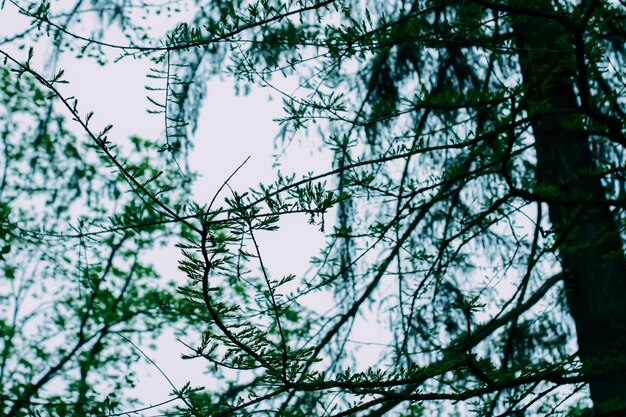 Vuren bomen in het voorjaarspark