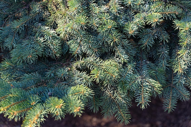 Vuren groene naaldboom takken