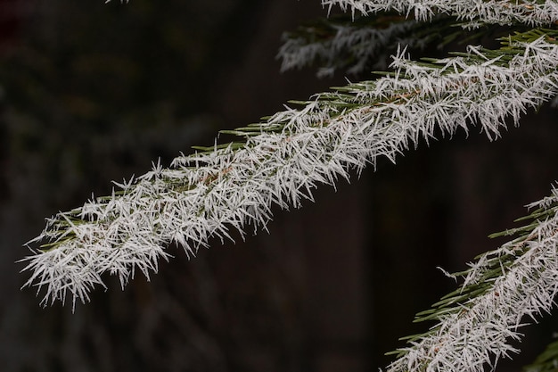 Vuren in de vorst. Winterse magie.