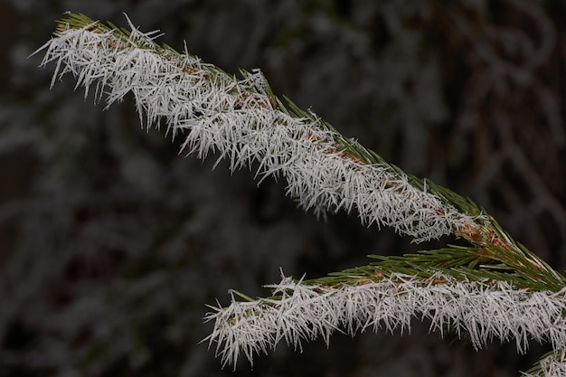 Vuren in de vorst. Winterse magie.