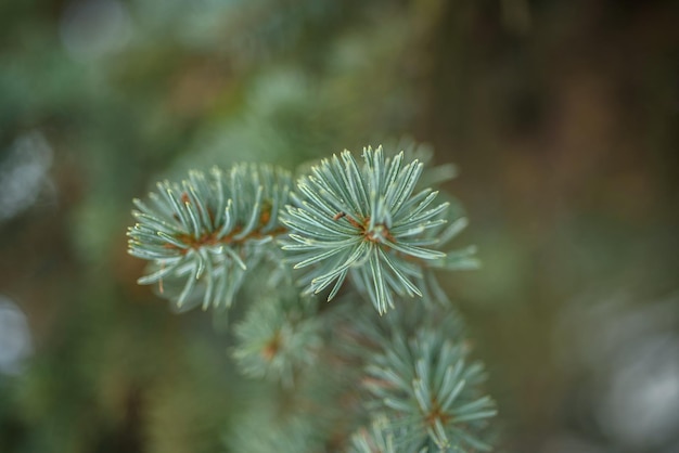 Vuren tak close-up in de natuur