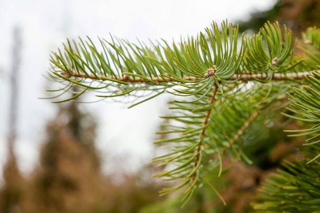 Vuren tak met groene naalden. pine naaldhout tak